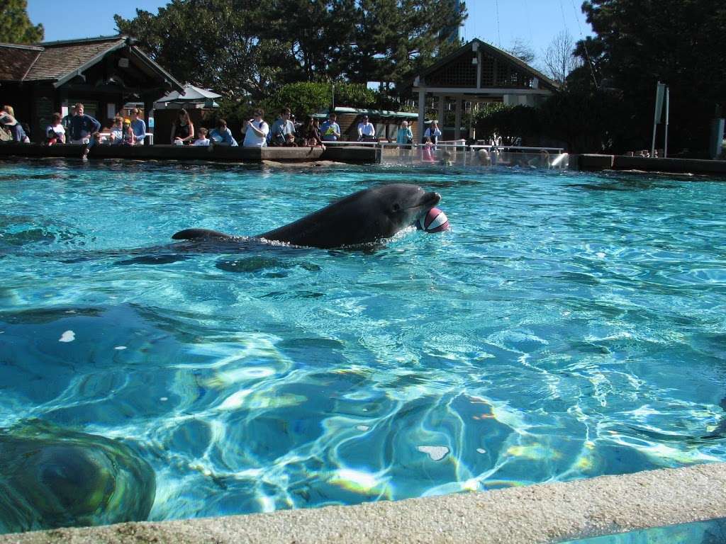 Dolphin Encounter | San Diego, CA 92109, USA