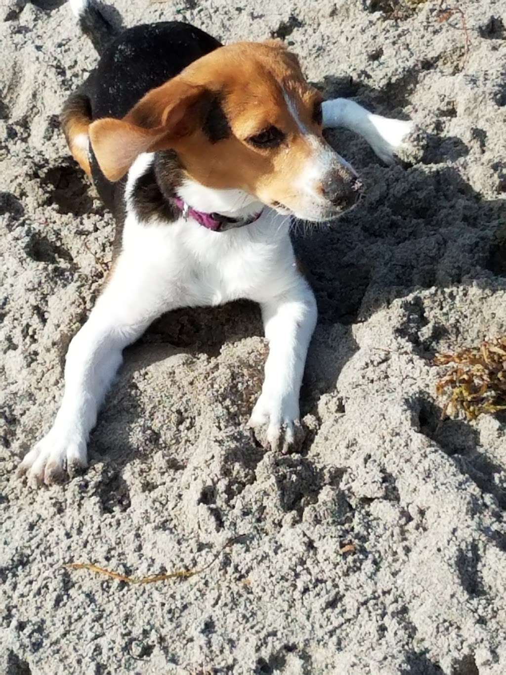 Weekend Dog Beach | 3001 North Ocean Boulevard, (permit fee required), Boca Raton, FL 33431, USA | Phone: (561) 393-7815