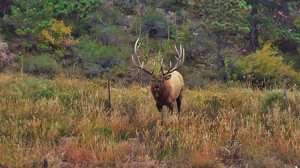 Mile High Note Game Calls | 585 Promontory Dr, Loveland, CO 80537, USA | Phone: (970) 663-9399