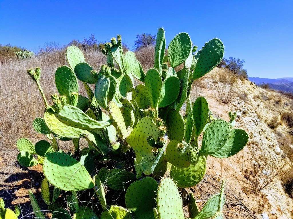 Whiting Ranch Wilderness Park | 27901 Glenn Ranch Rd, Trabuco Canyon, CA 92679, USA | Phone: (949) 923-2245