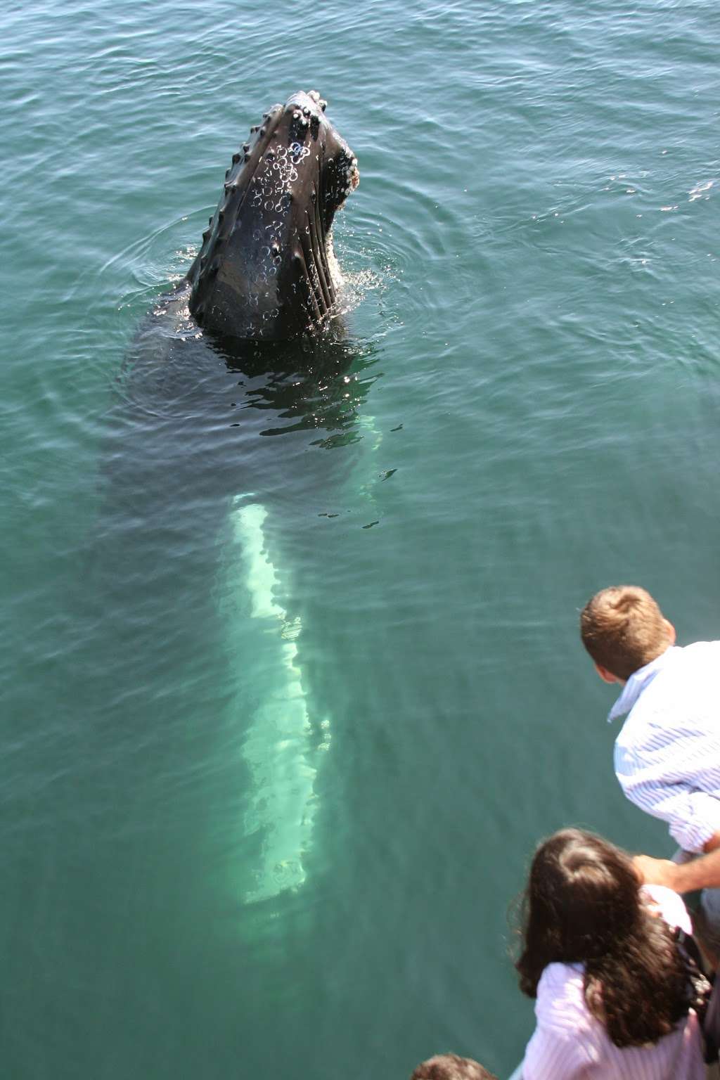 7 Seas Whale Watch | 63 Rogers St, Gloucester, MA 01930, USA | Phone: (978) 283-1776