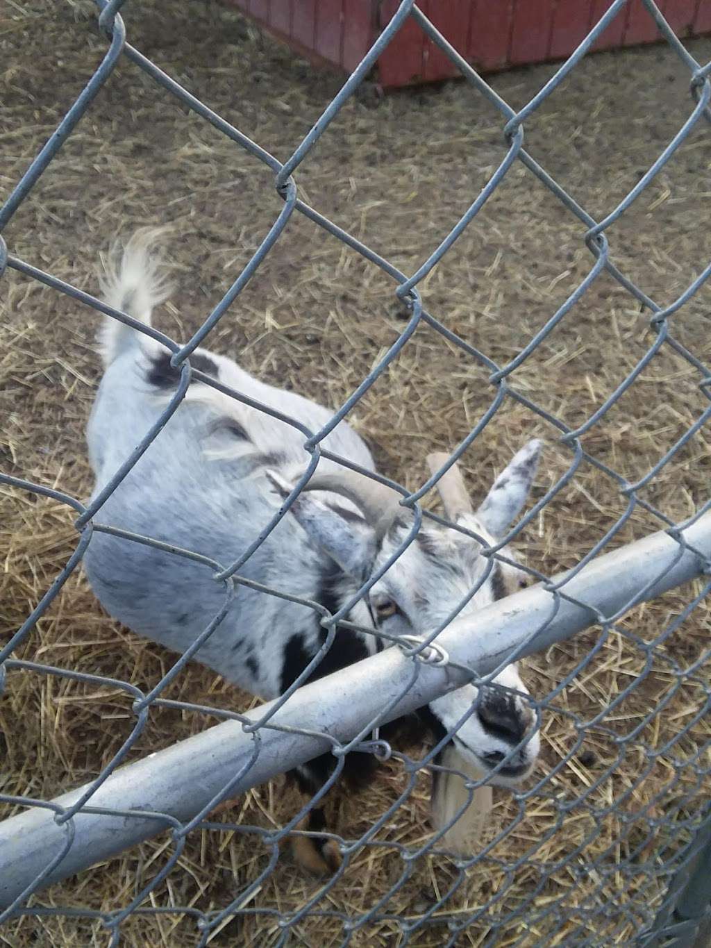 Petting zoo | 6213 Oley Turnpike Rd, Oley, PA 19547, USA