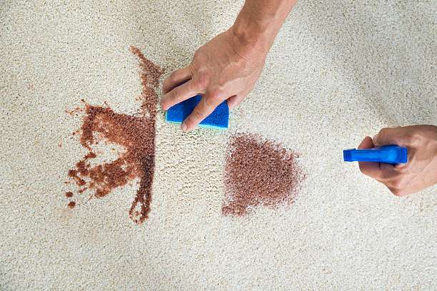 CS Rug Cleaner | 1400 NW 13th St, Coral Springs, FL 33071 | Phone: (954) 716-8578