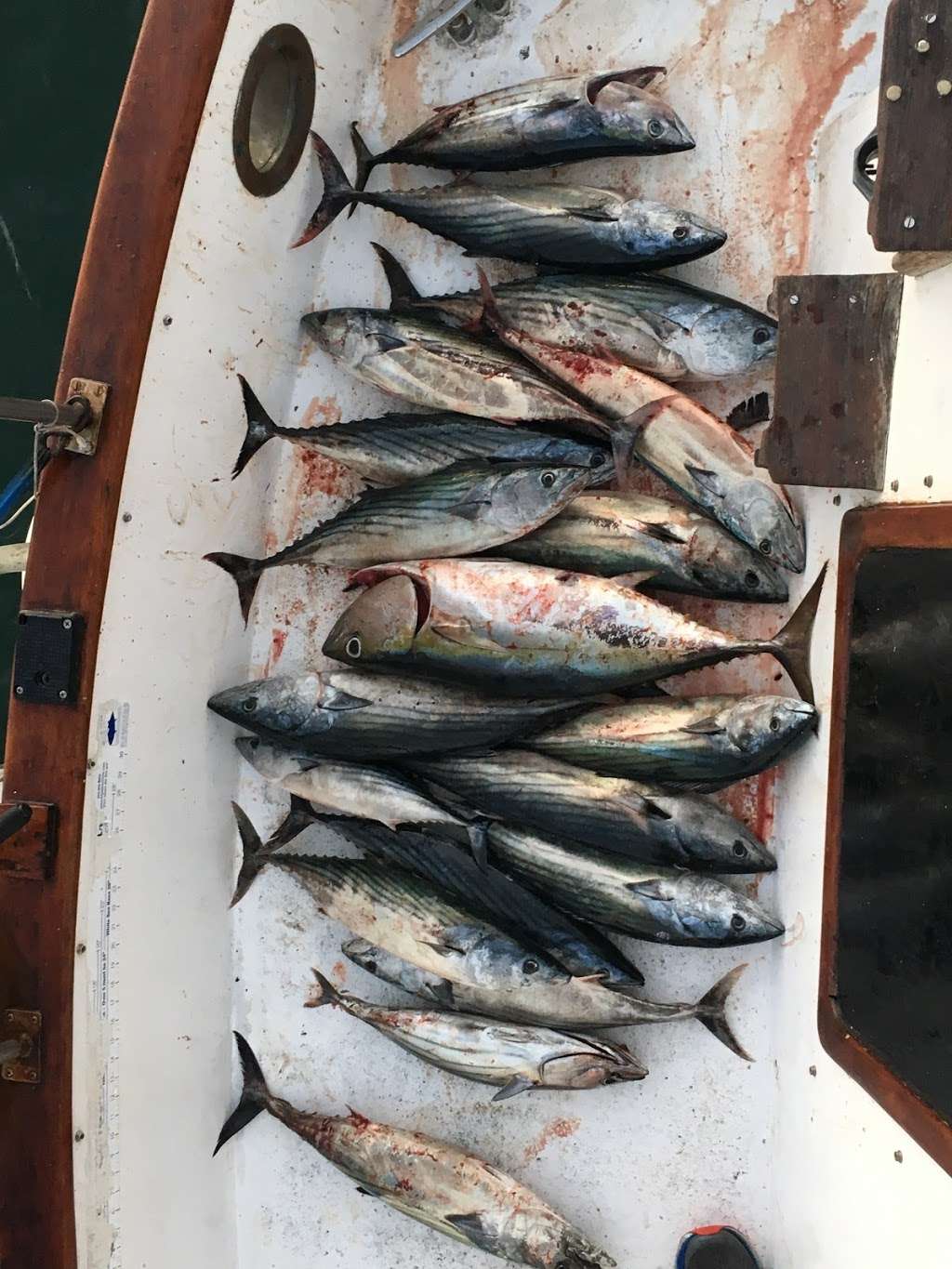 The Long Run Sportfishing | 955 Harbor Island Dr, San Diego, CA 92101, USA | Phone: (858) 336-6594