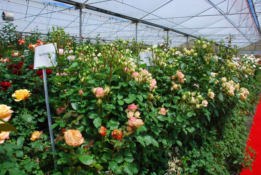 California Pajarosa Floral | 133 Hughes Rd, Watsonville, CA 95076, USA | Phone: (831) 722-6374