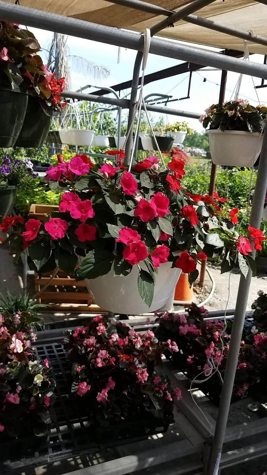 Kingway Garden Center | 8003 C E King Pkwy, Houston, TX 77044, USA | Phone: (281) 459-1176