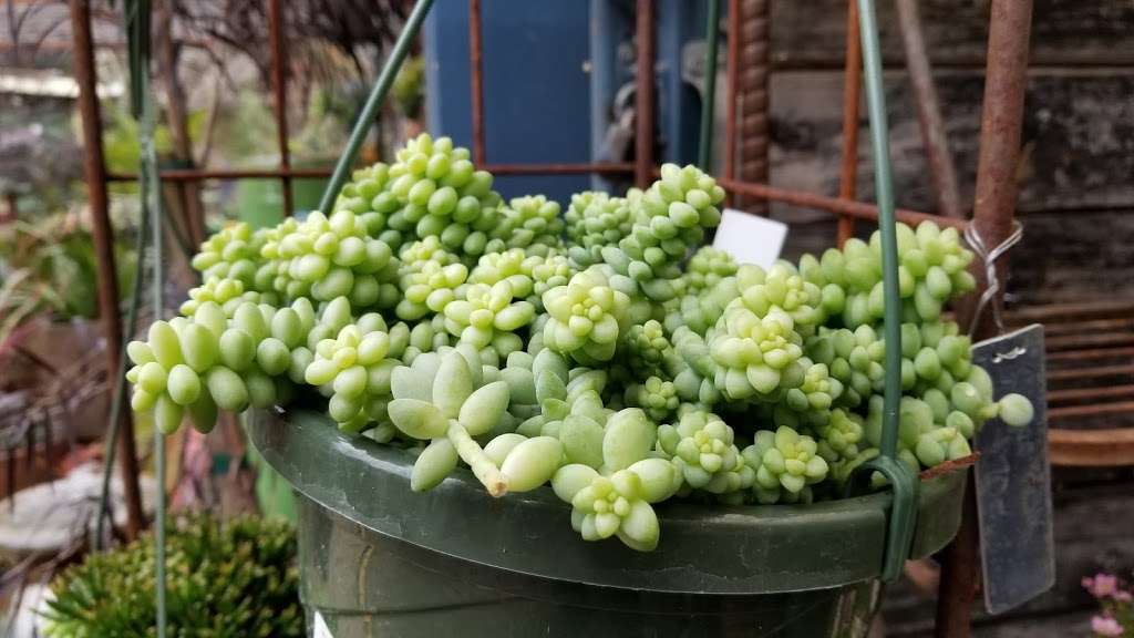 Mountain Feed & Farm Supply | 9550 CA-9, Ben Lomond, CA 95005, USA | Phone: (831) 336-8876