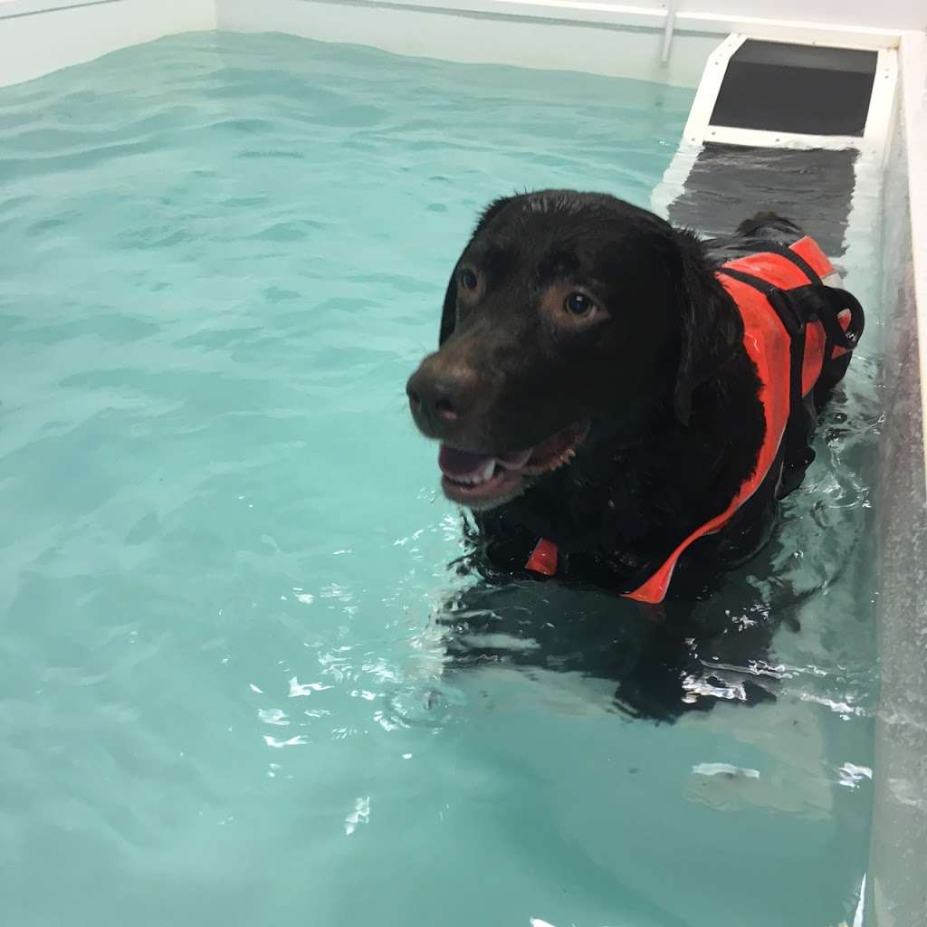 Genesis Canine Hydrotherapy Clinic | Unit F, Cavendish House, Plumpton Rd, Hoddesdon EN11 0LB, UK | Phone: 07983 571499