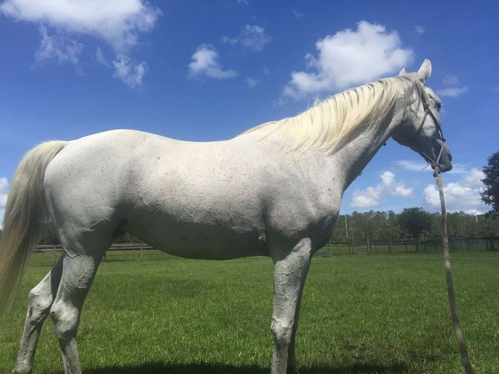 Deep Creek Stables | 2270 S Co Rd 3, Pierson, FL 32180, USA | Phone: (386) 985-0520