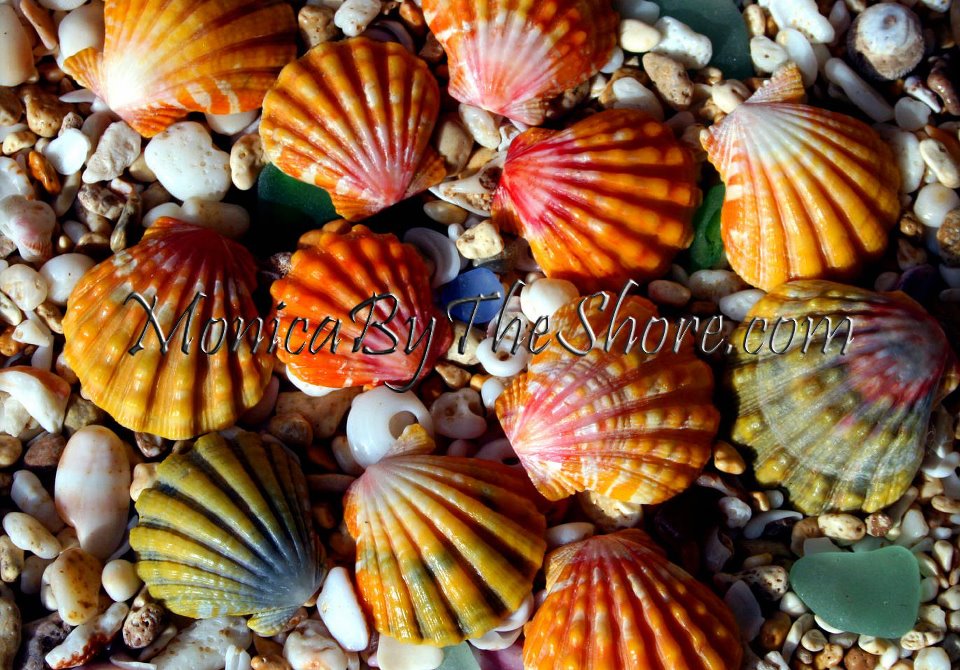 Sunrise Shells Jewelry by MonicaByTheShore Hawaii | 92-100 Waipahe Pl, Kapolei, HI 96707, USA | Phone: (808) 864-0267