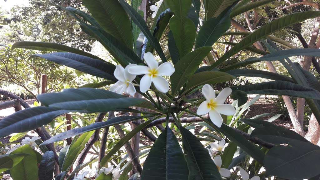 Plumeria Trail | 5776031900, Arcadia, CA 91007, USA