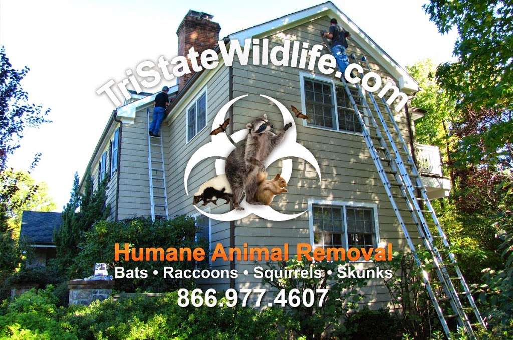 TriState Wildlife | 31 Golden Hill Ave, Goshen, NY 10924, USA | Phone: (845) 796-9986