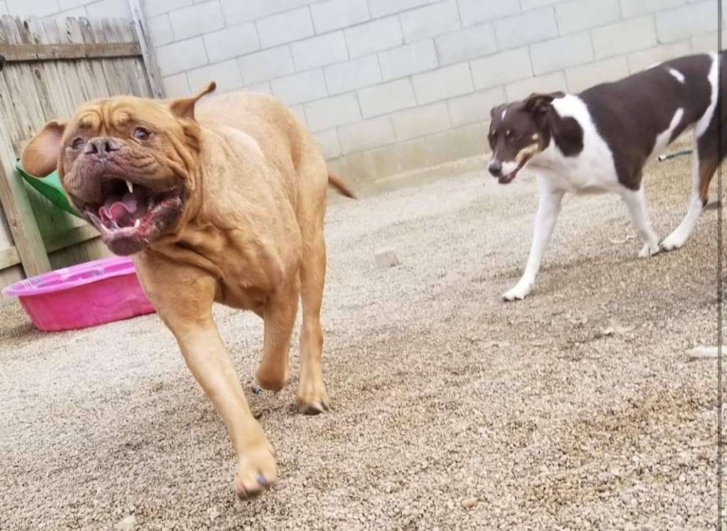 Happy Pet Place | 4817, 841 E Nerge Rd, Roselle, IL 60172, USA | Phone: (847) 278-1972