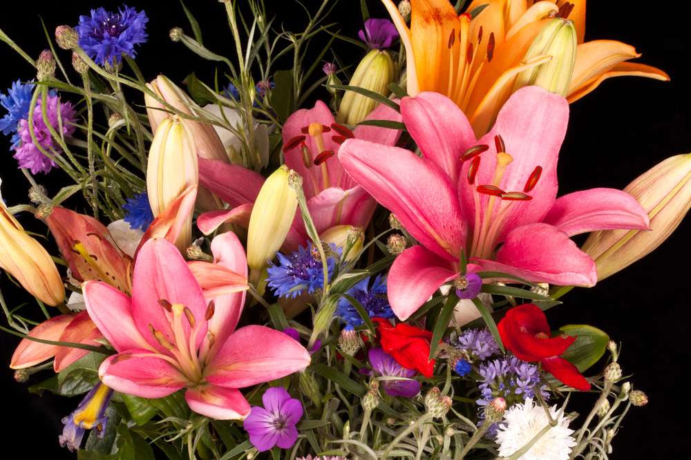 Carrolls Flowers | 1343 E Lycoming St, Philadelphia, PA 19124, USA | Phone: (215) 533-2884