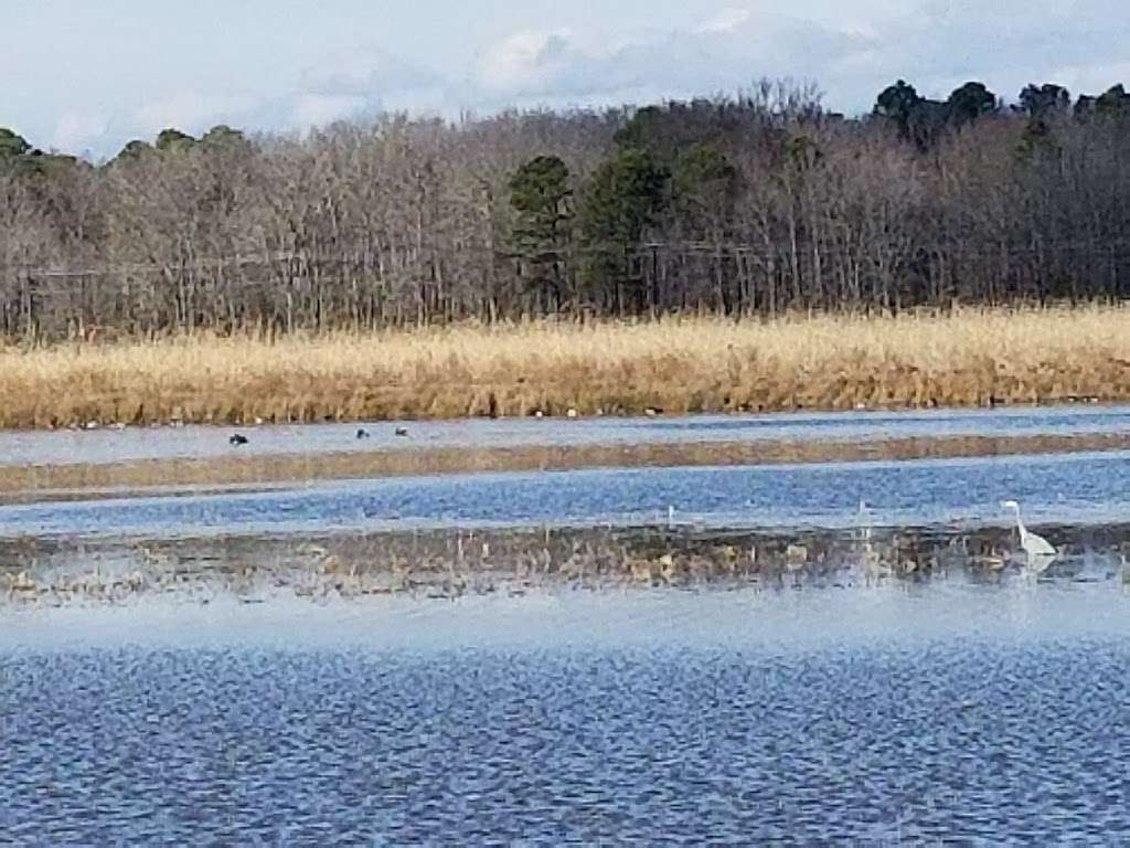 Blackwater National Wildlife Refuge Visitor Center | 2145 Key Wallace Dr, Cambridge, MD 21613, USA | Phone: (410) 228-2677