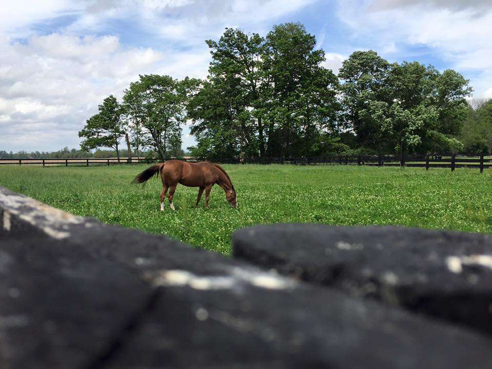 Colliers Lane Farm | 19901 Lamong Rd, Sheridan, IN 46069, USA | Phone: (317) 867-5554