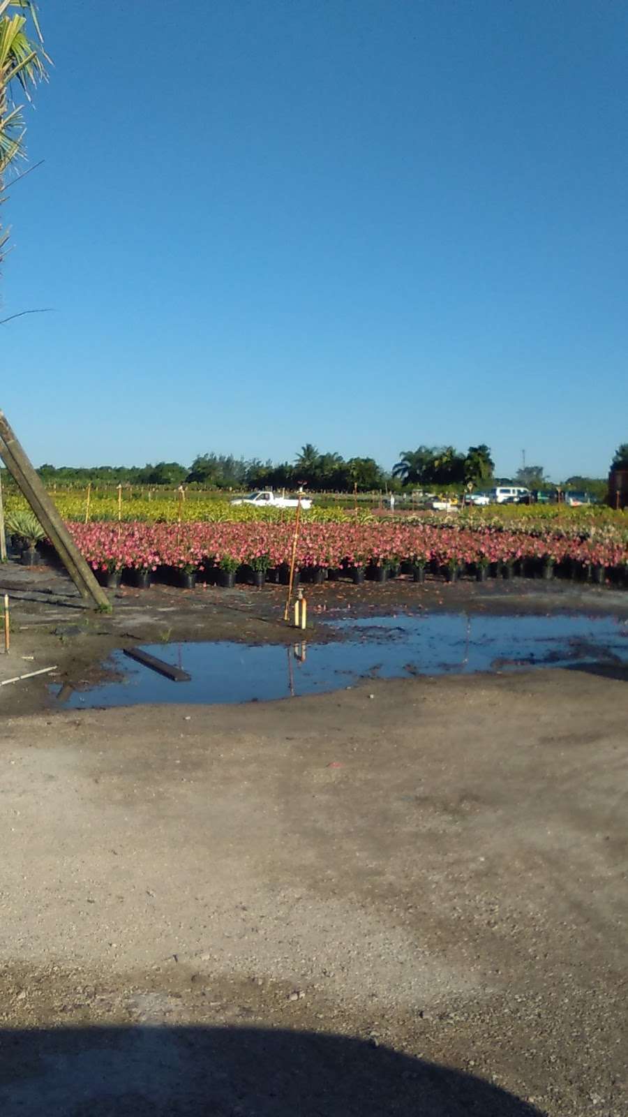 Grays Ornamentals Inc | 15321 Lyons Rd, Delray Beach, FL 33446, USA | Phone: (561) 496-6442