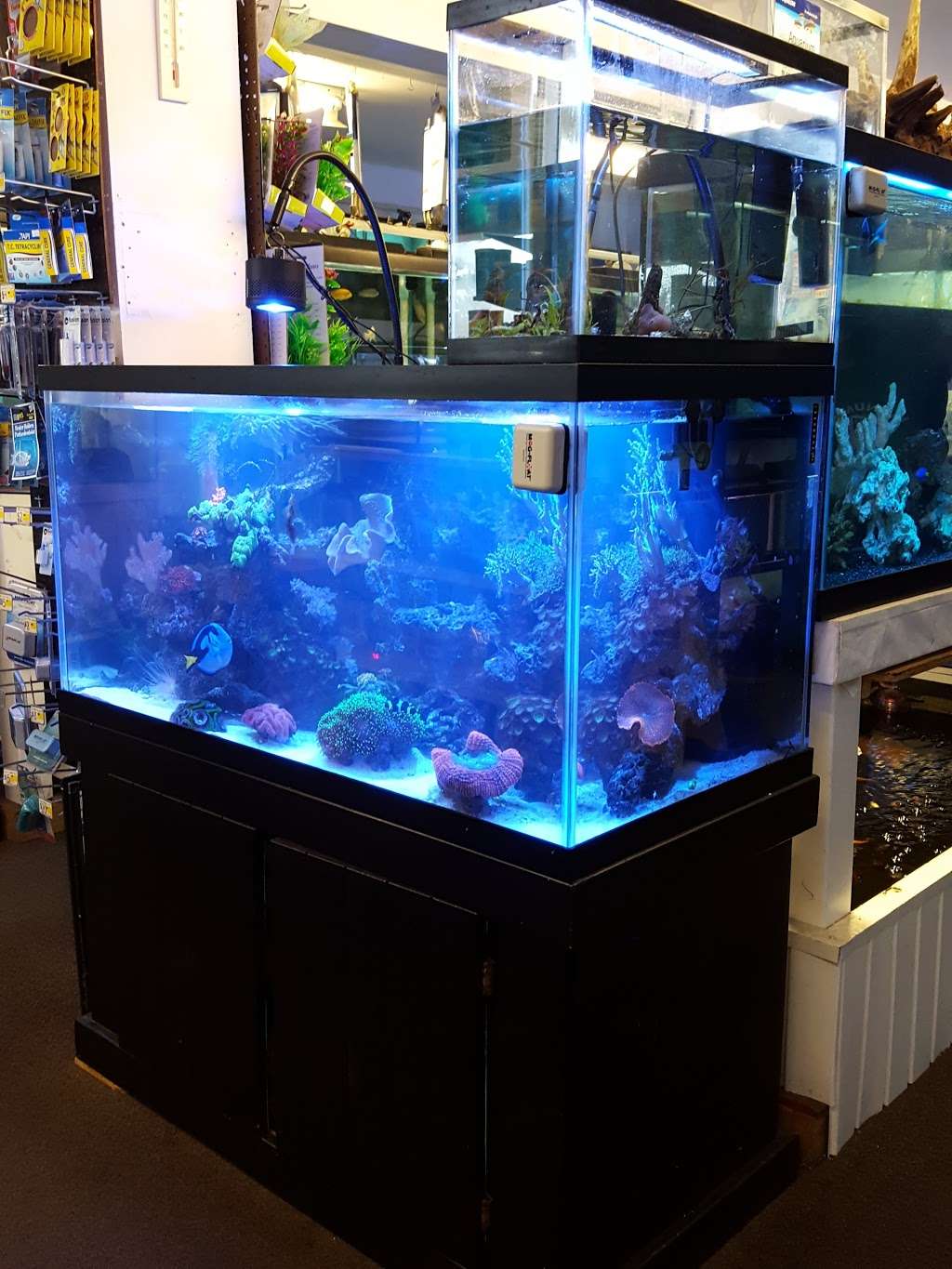 Aquarium World | 1512 Meetinghouse Rd, Upper Chichester, PA 19061, USA | Phone: (610) 485-3189