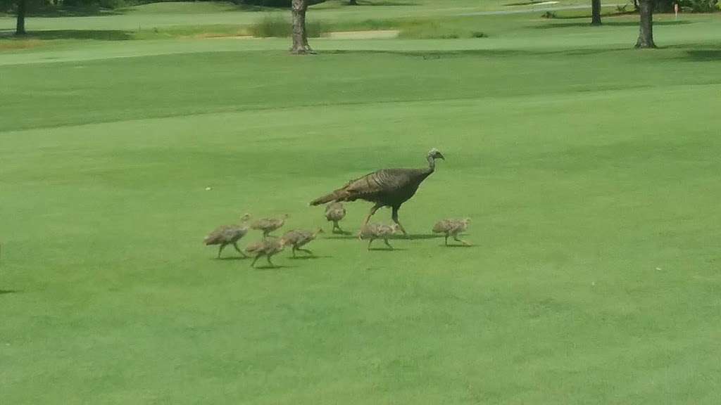 Disneys Palm Golf Course | 1950 Magnolia Palm Dr, Orlando, FL 32830, USA | Phone: (407) 938-4653