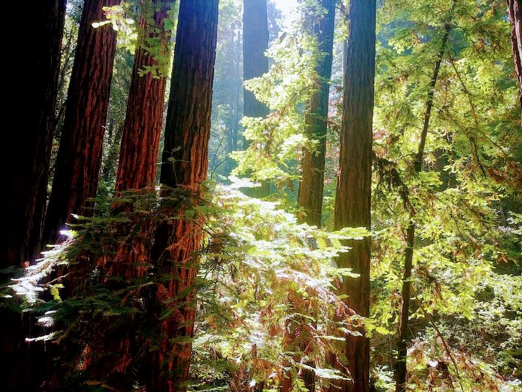 Henry Cowell Redwoods State Park | 101 N Big Trees Park Rd, Felton, CA 95018, USA | Phone: (831) 335-4598
