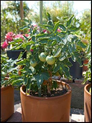 Murrieta Oaks Nursery | 35921 Greer Rd, Murrieta, CA 92562, USA | Phone: (951) 679-0664