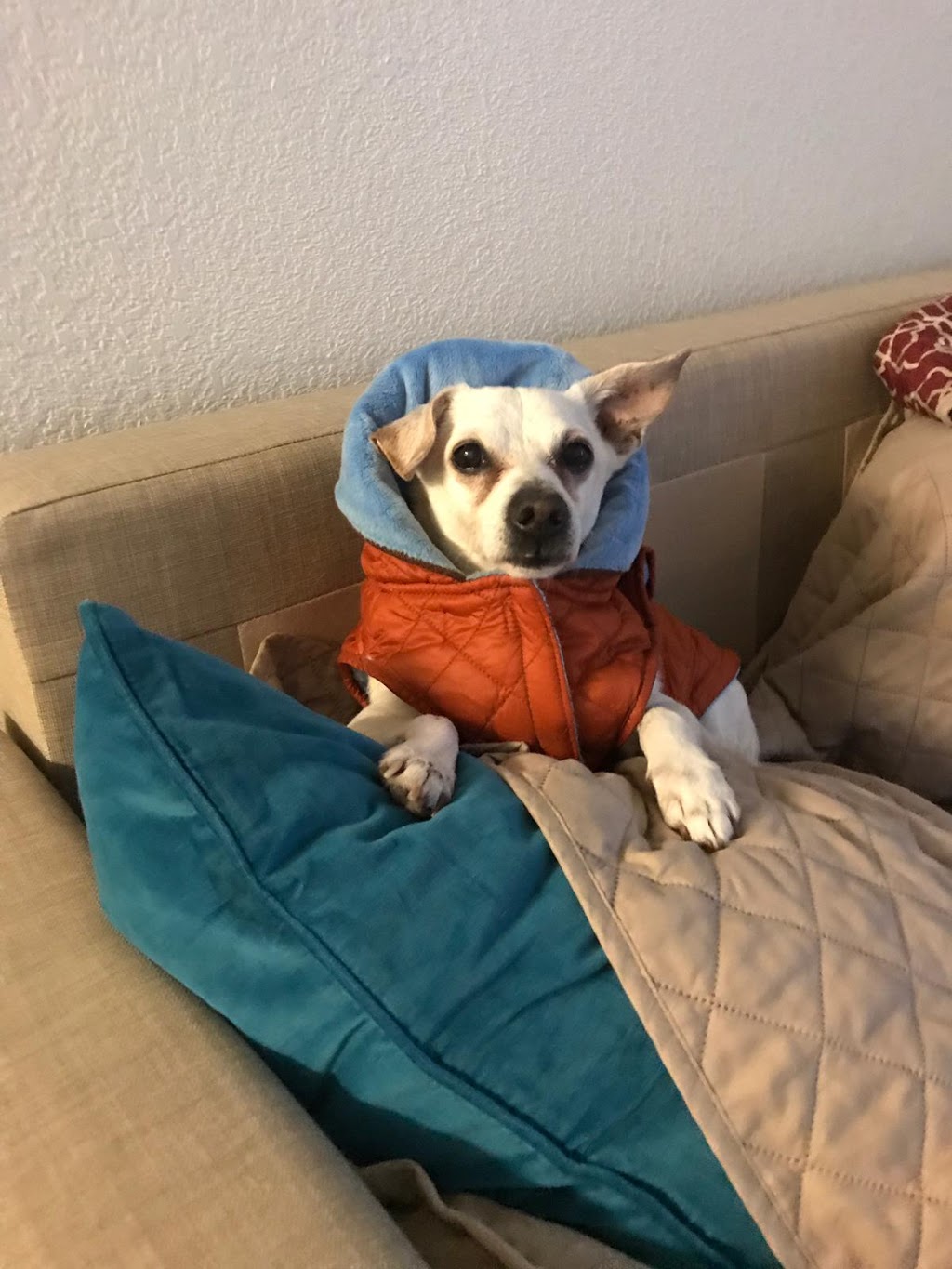 Veterinary Specialists of the Rockies | 774 Maleta Ln, Castle Rock, CO 80108, USA | Phone: (303) 660-1027