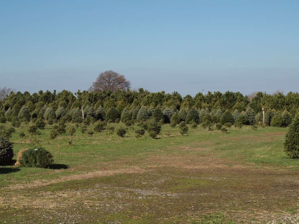 McDermotts Christmas Tree Farm LLC | 130 Roadstown Shiloh Rd, Shiloh, NJ 08353, USA | Phone: (609) 364-4137