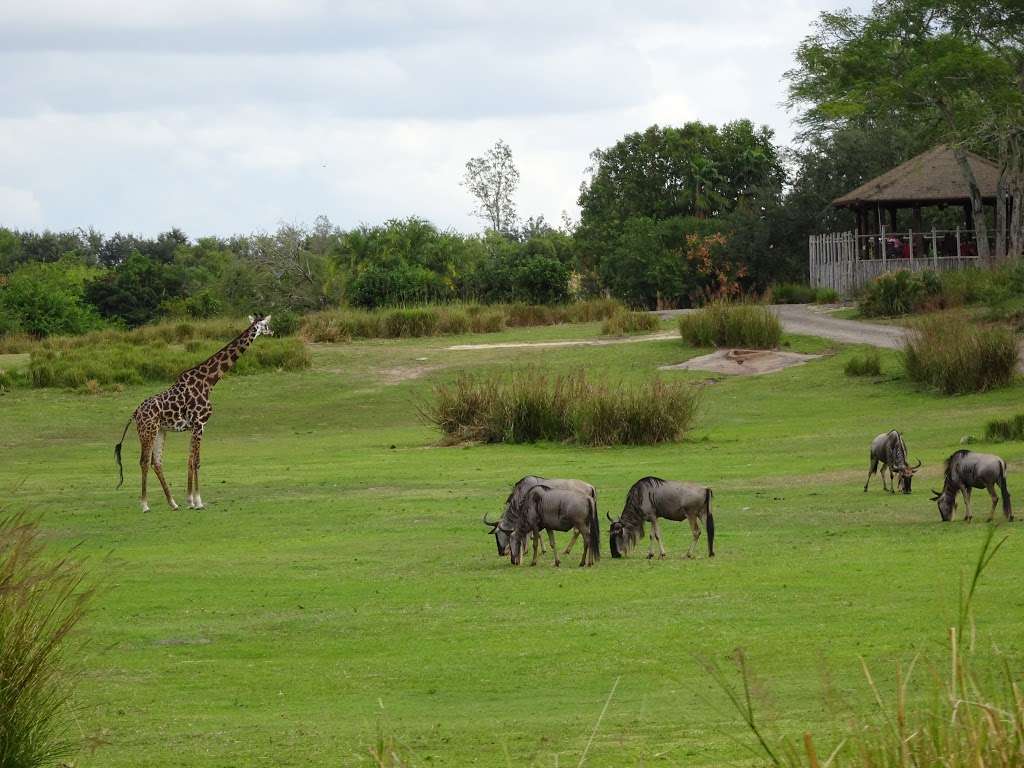 Kilimanjaro Safaris | 2901 W Osceola Pkwy, Orlando, FL 32830, USA | Phone: (407) 939-5277