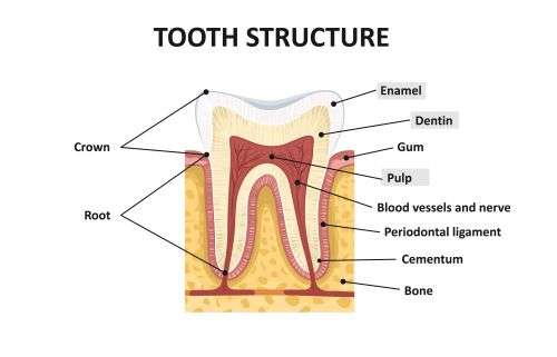 Pelham Family Dental | 150 Bridge St, Pelham, NH 03076, USA | Phone: (603) 589-2810