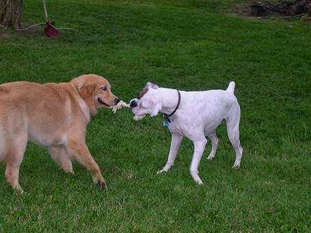 Culpeper Animal Hospital | 441 Aspen St, Culpeper, VA 22701, USA | Phone: (540) 829-9085