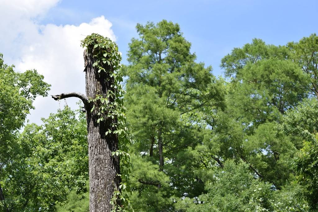 BRECs Bluebonnet Swamp Nature Center | 10503 N Oak Hills Pkwy, Baton Rouge, LA 70810, USA | Phone: (225) 757-8905