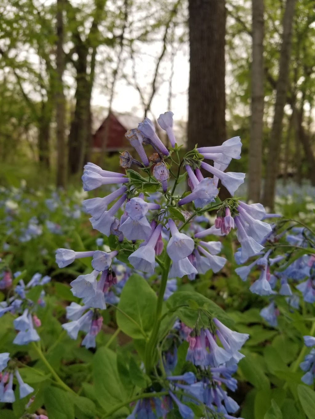 Jay Woods Forest Preserve | 857 Creek Rd, Plano, IL 60545, USA