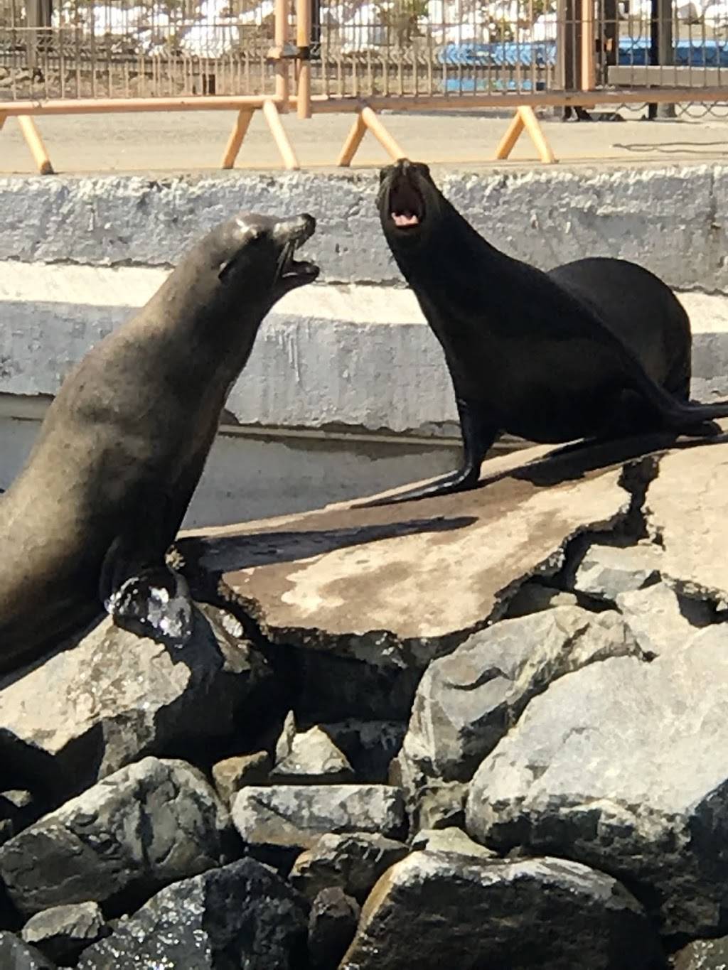 JORGE GONZALEZ DBA SAN DIEGO LEISURE // MEXICO GREEN CARD | 374 East H Street Suite A PMB 231, Chula Vista, CA 91910, USA | Phone: (619) 512-7537