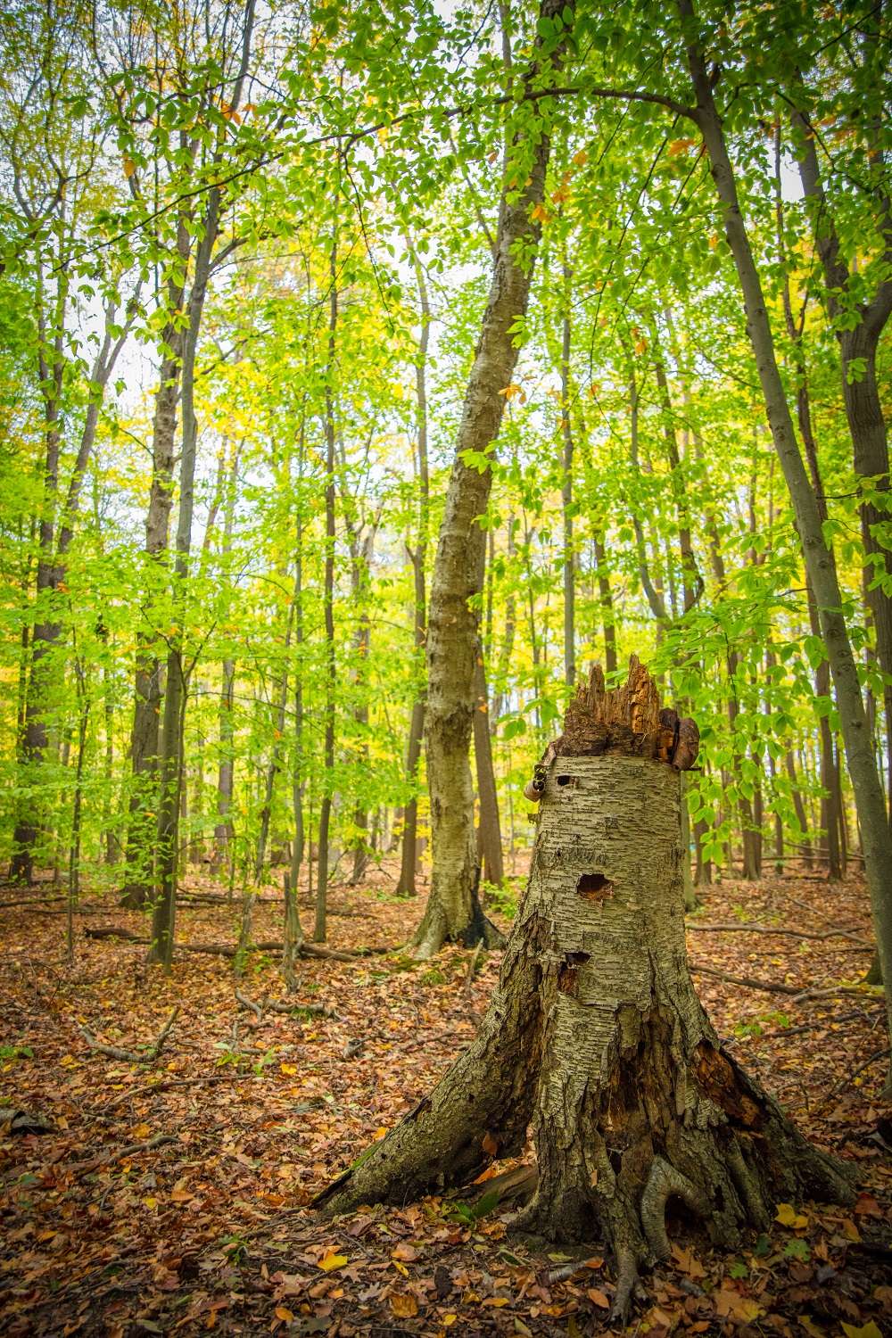 Jens Jensen Nature Preserve | Sawyer, MI 49125, USA | Phone: (269) 405-1006