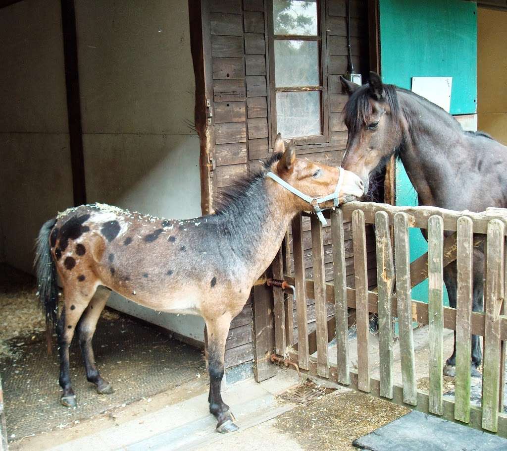 Redwings Horse Sanctuary - Ada Cole | Broadlands, Epping Road, B181, Roydon, Nazeing EN9 2DH, UK | Phone: 0870 040 0033