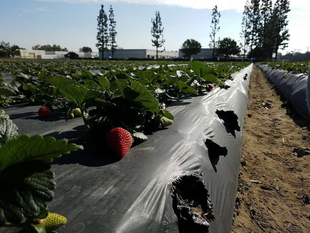 El SOL Strawberry Farm | 1600 S Vineyard Ave, Ontario, CA 91761 | Phone: (909) 538-1616