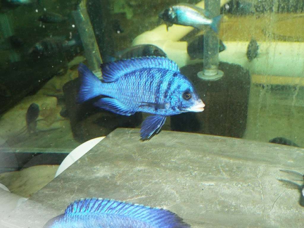 Datz Cichlids and Reptiles | 4553 Prime Pkwy, McHenry, IL 60050 | Phone: (708) 550-4651