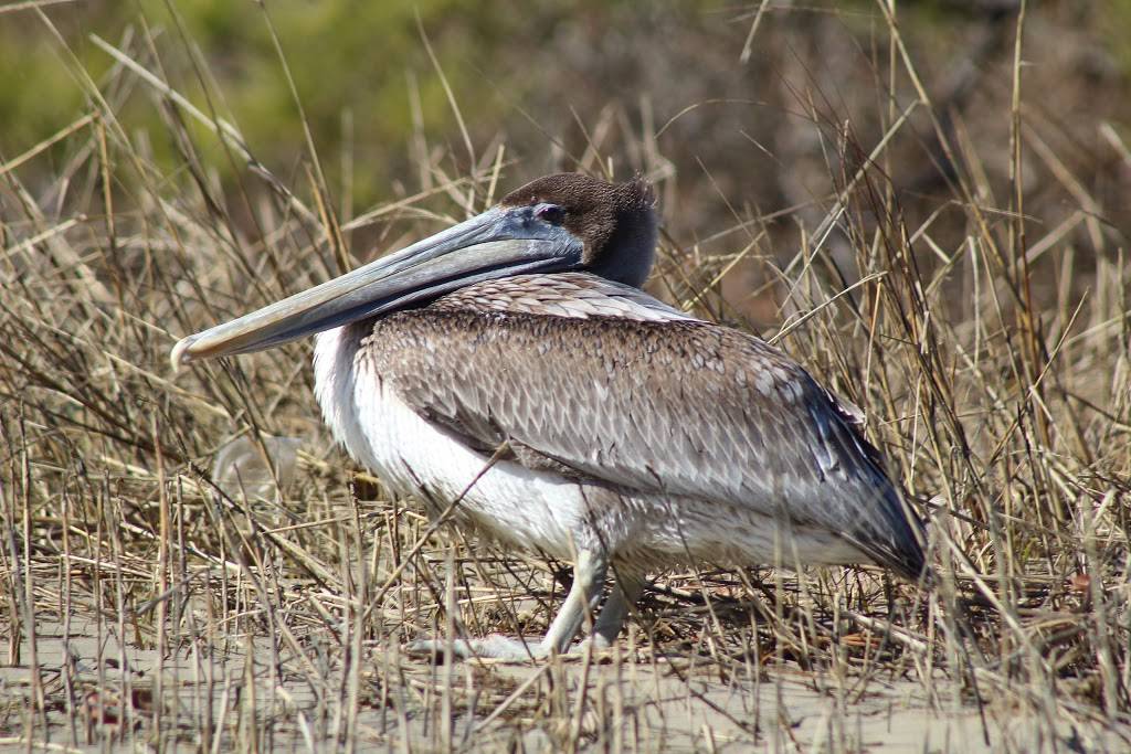 Owls Creek Boat Launch | 717 General Booth Blvd, Virginia Beach, VA 23451, USA | Phone: (757) 427-4461