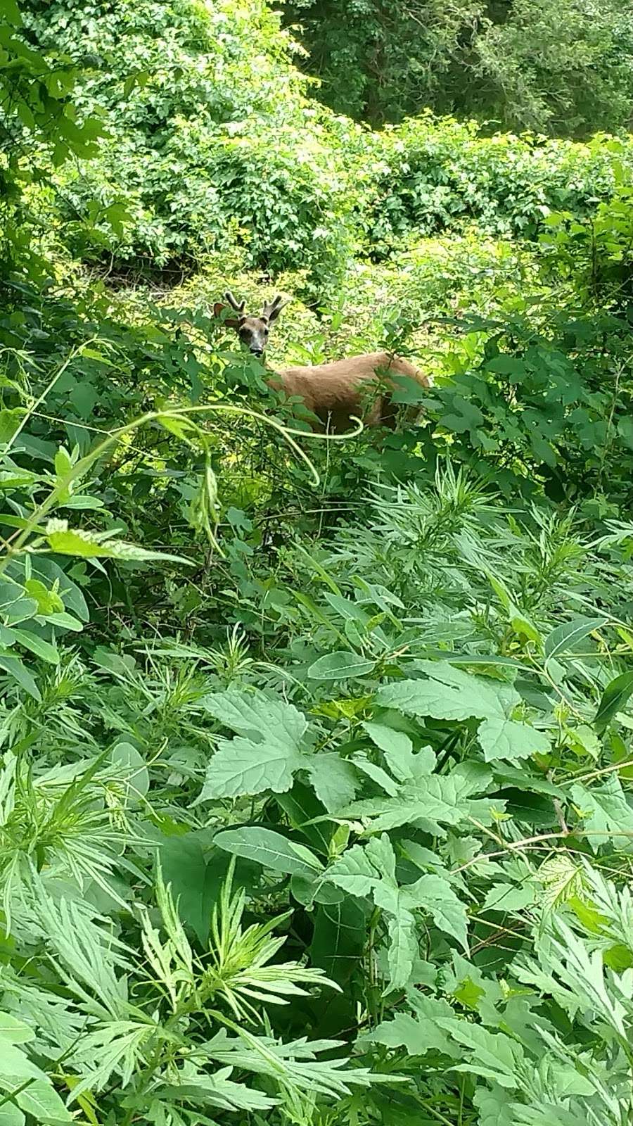 abington township bird sanctuary