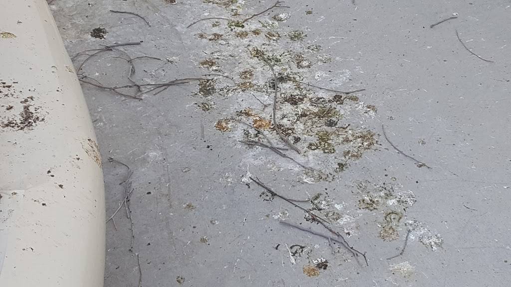 ProBest Pest Management | 751 N Monterey St #116, Gilbert, AZ 85233, USA | Phone: (480) 831-9328