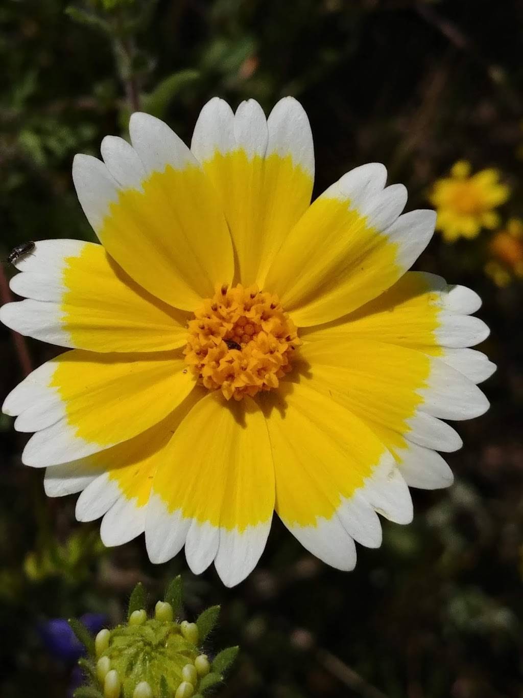 Wildflower Trail | Flower Trail, Hemet, CA 92545, USA