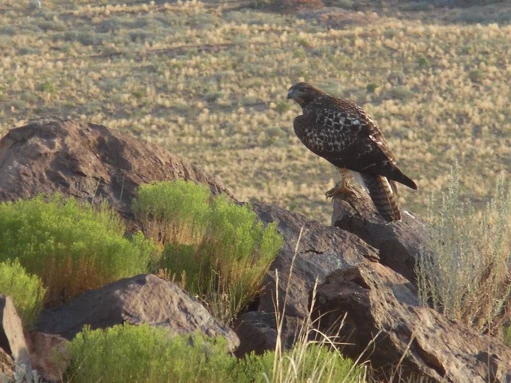 El Cerro de Los Lunas Preserve | Los Lunas, NM 87031, USA | Phone: (505) 839-3845