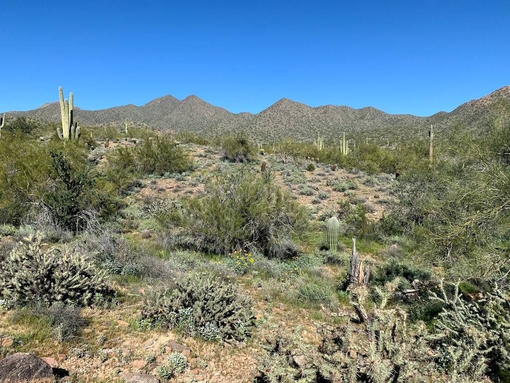 Lost Dog Wash Trailhead | 12601 N 124th St, Scottsdale, AZ 85259, USA