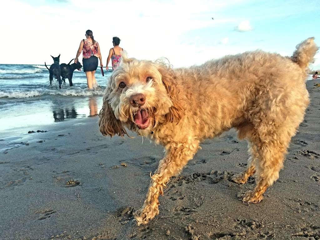 Bark Park Dog Beach | 3001 N Ocean Blvd, Boca Raton, FL 33431, USA | Phone: (561) 367-7035