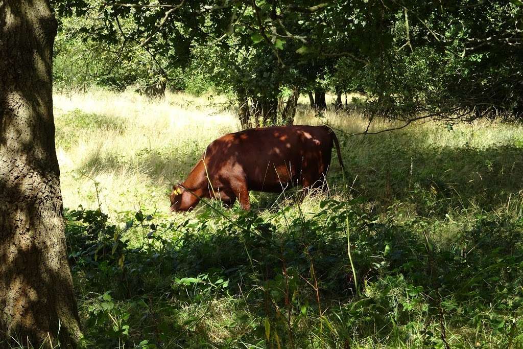 Danemead Nature Reserve | Cock Ln, Broxbourne, Hoddesdon EN11 8GG, UK | Phone: 01727 858901