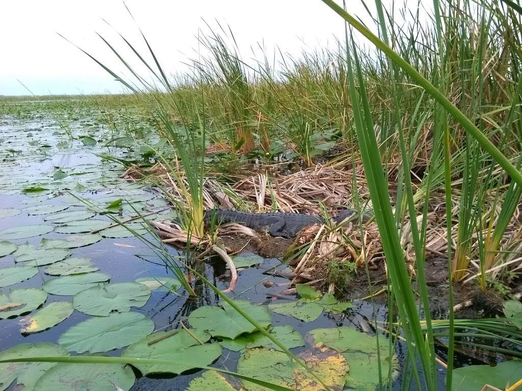 Boggy Creek Airboat Adventures | 2001 E Southport Rd, Kissimmee, FL 34746, USA | Phone: (407) 344-9550