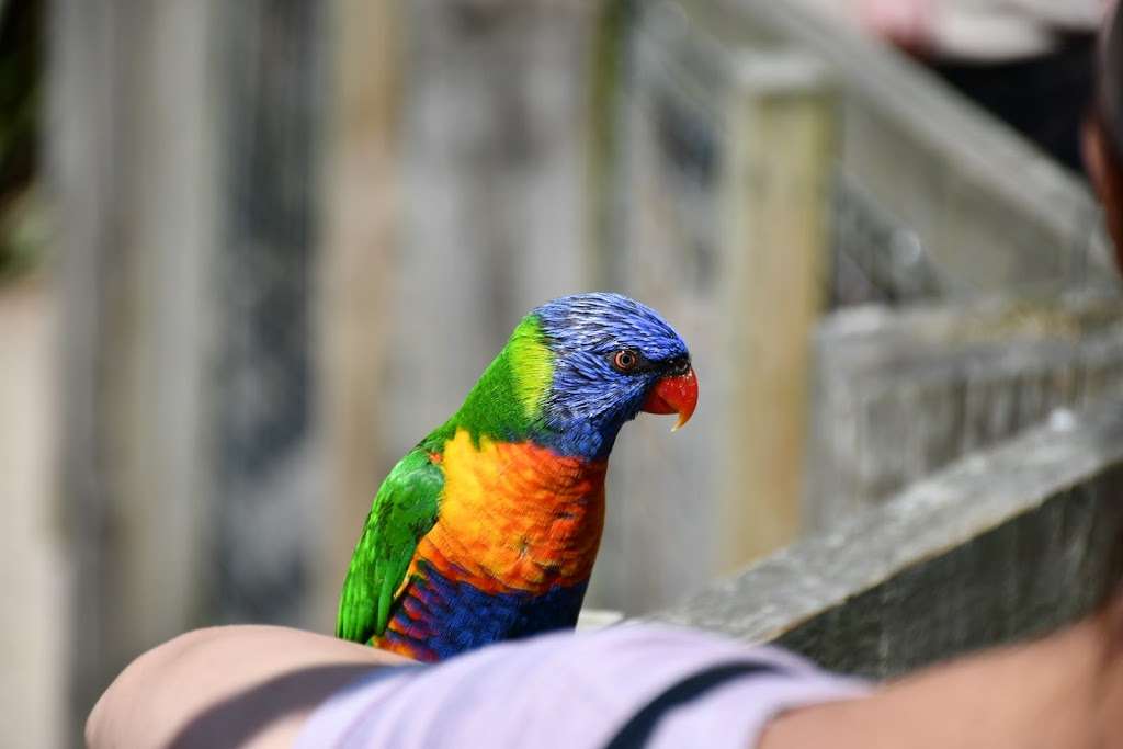 Lorikeet Lagoon | Chessington KT9 2NE, UK