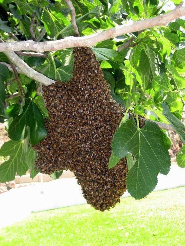 Buzz Off Bee Removal | E Bldg, 3030 N Dallas Ave, Dallas, TX 76112, USA | Phone: (888) 229-5199
