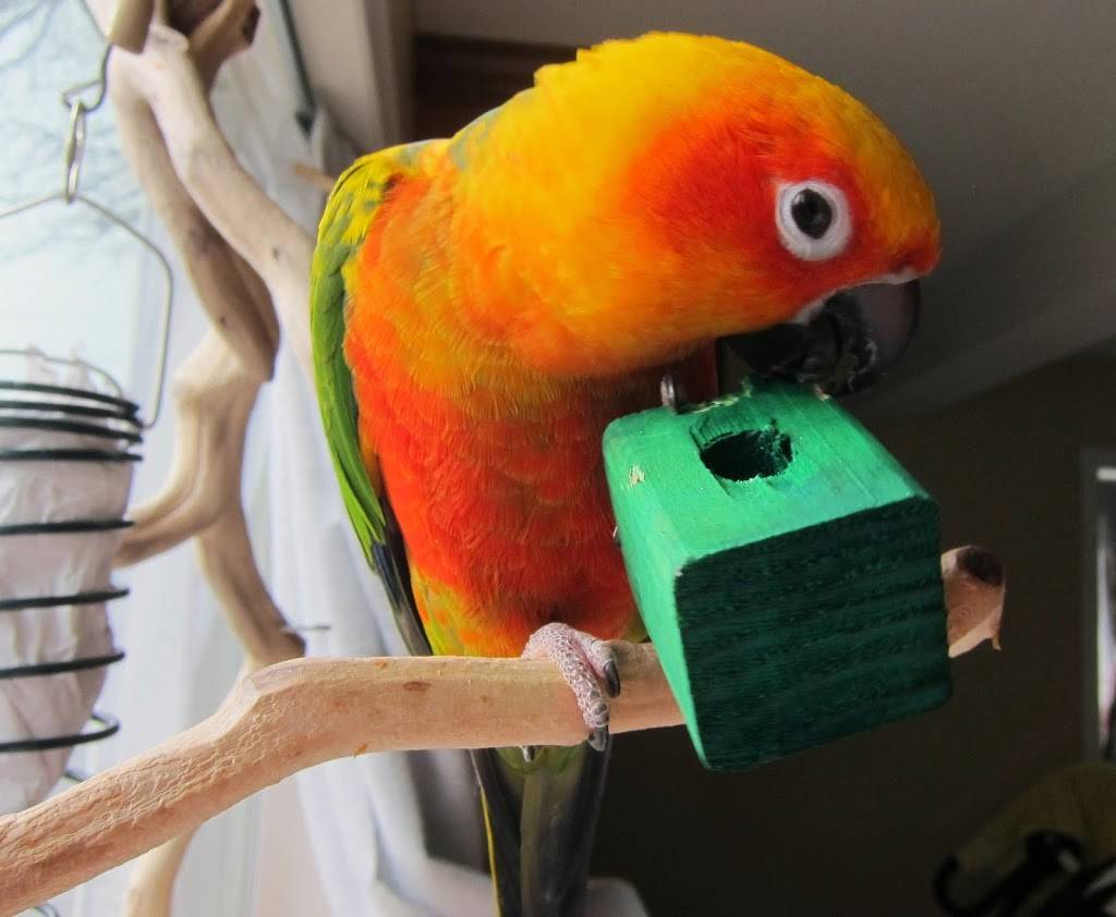 Pampered Parrot Behavior and Boarding | 4819 49th Ave SW, Seattle, WA 98116, USA | Phone: (206) 920-0023