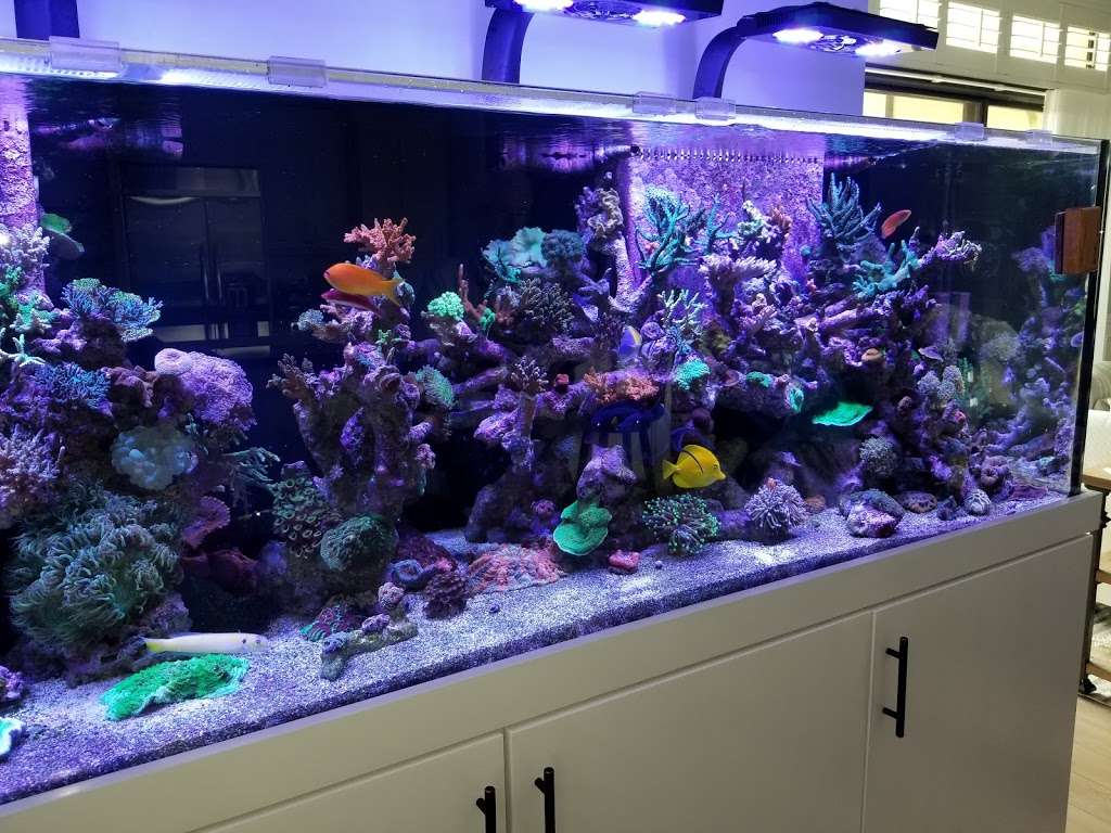 Blue Earth Corals & Aquariums | 5791 Desoto Rd, Lake Worth, FL 33463 | Phone: (561) 345-2944